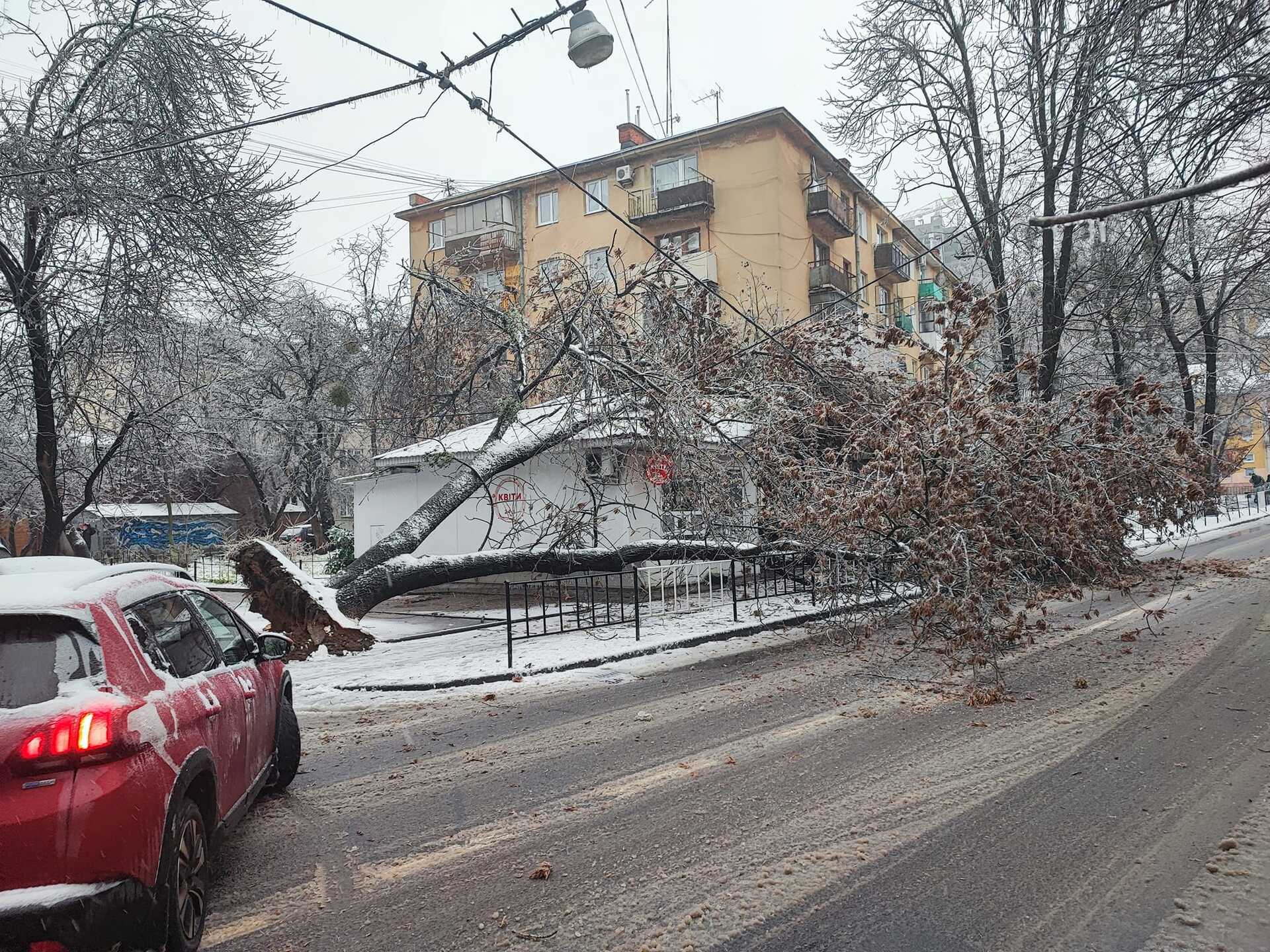 У Львові дерево обірвало лінії електропередачі та впало на проїзну частину 