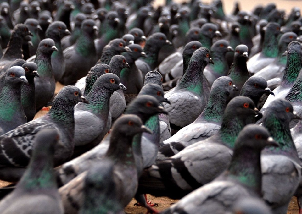 У Львові зафіксували масову загибель голубів
