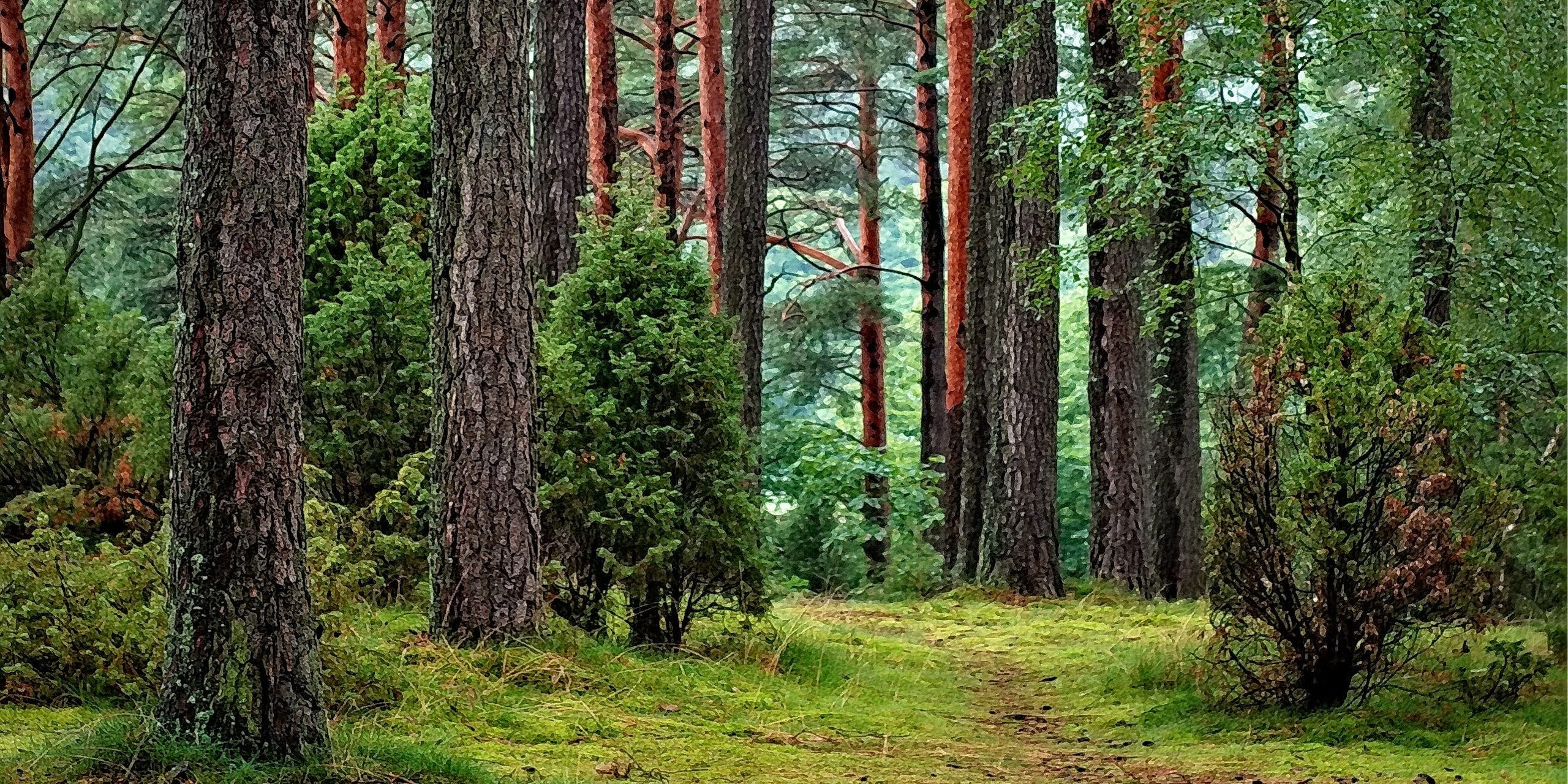 У Черкаській області в колишнього топ-посадовця виявили 65 га лісу