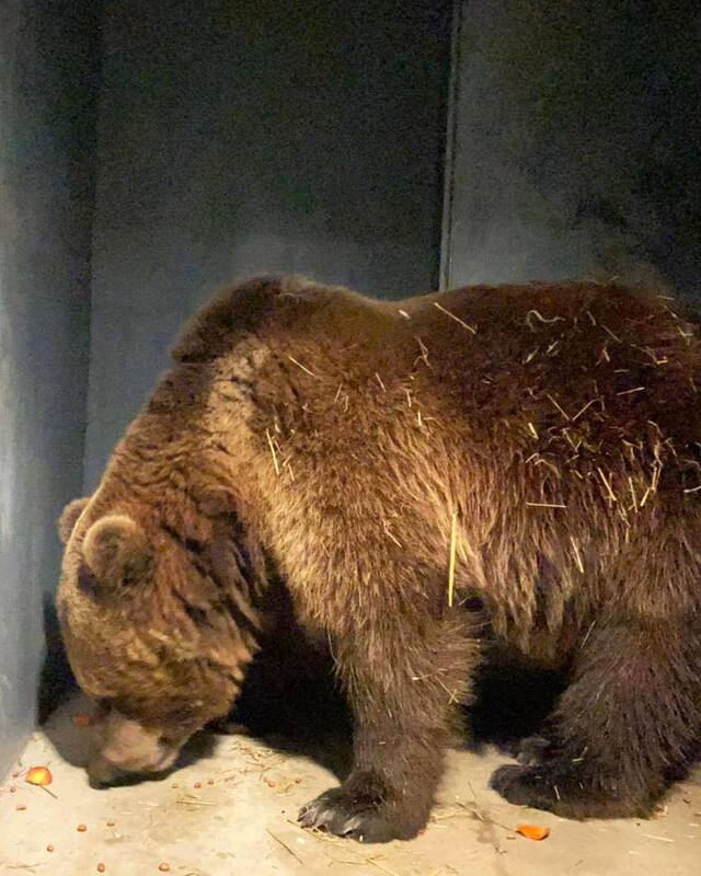 ведмідь