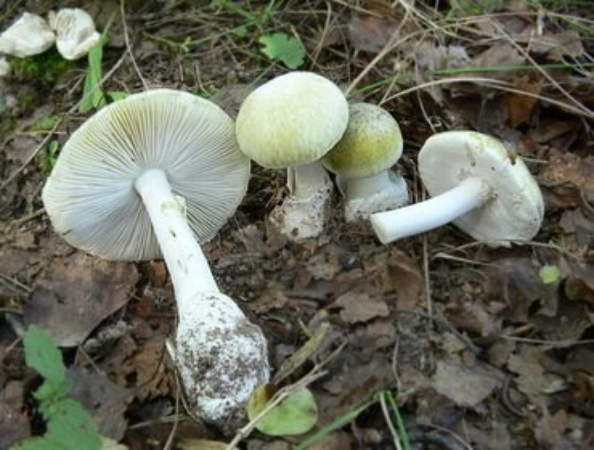 Тип бледной поганки. Бледная поганка. Бледная поганка гриб. Бледная поганка (Amanita phalloides). Бледная поганка гриб отравление.