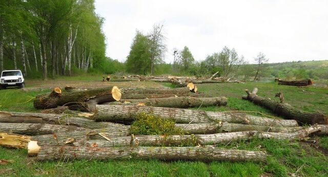 На Рівненщині посадовець ТЦК вирубав дерева у заповіднику