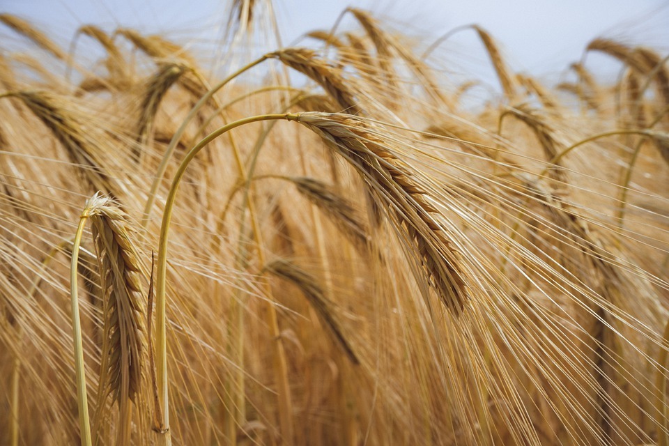 поле пшениця