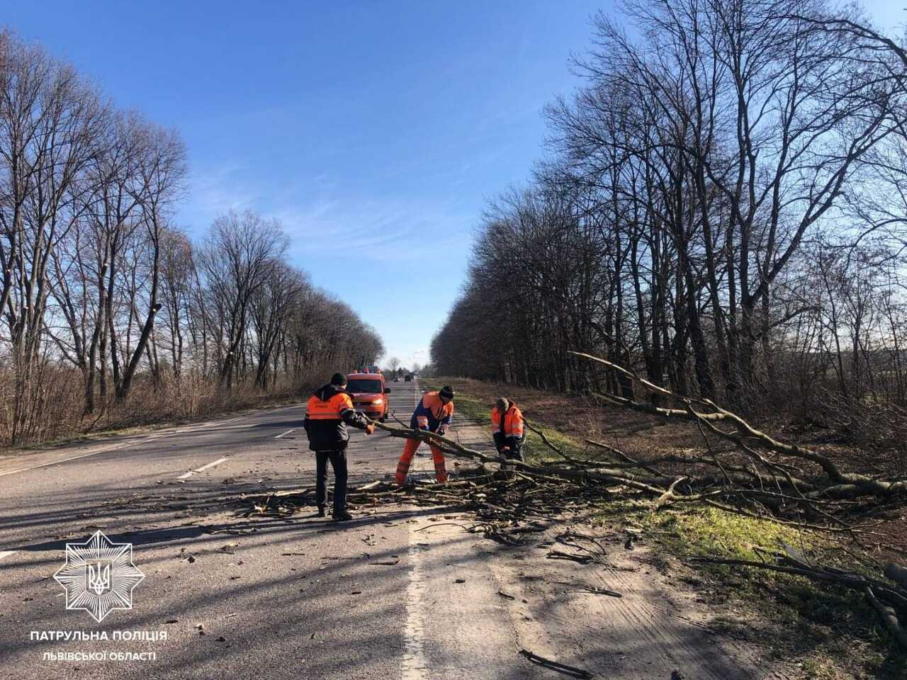 У Львівській області вирує негода: через сильний вітер падають дерева