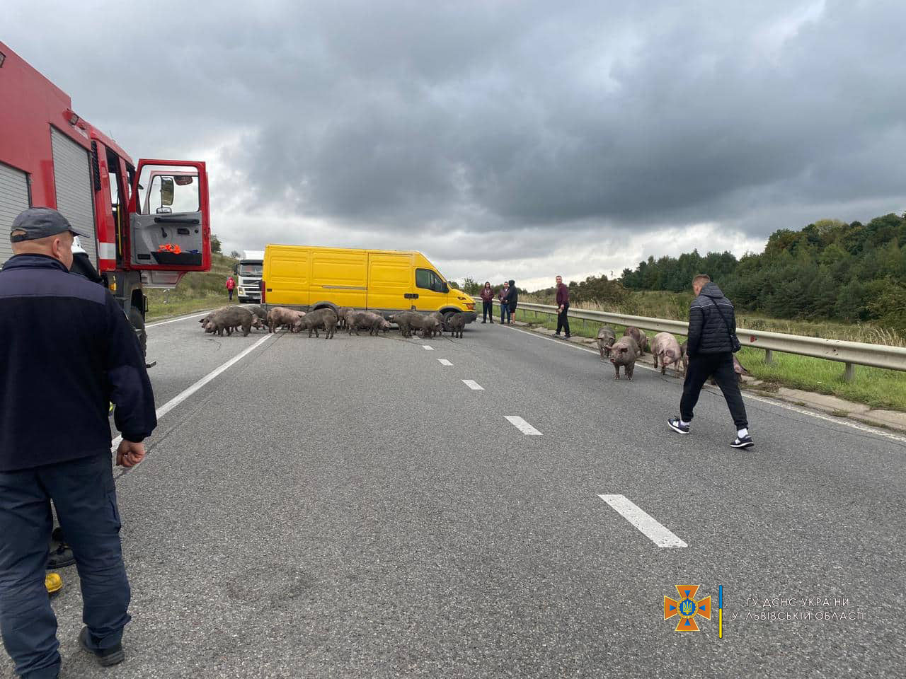 На Львівщині спалахнула вантажівка, яка перевозила 170 свиней