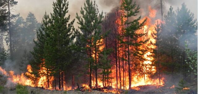 Через спеку існує висока ймовірність виникнення лісових пожеж.