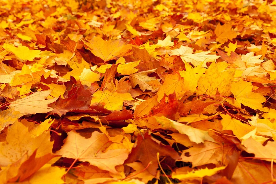 опале листя, осінь