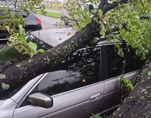 У Львові дерево впало на автомобіль BMW 