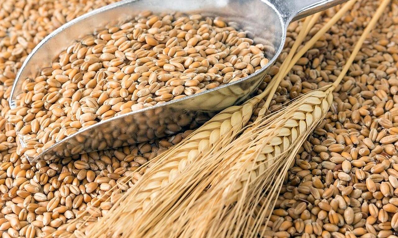 Московити масово вивозять зерно із окупованих територій України: що відомо