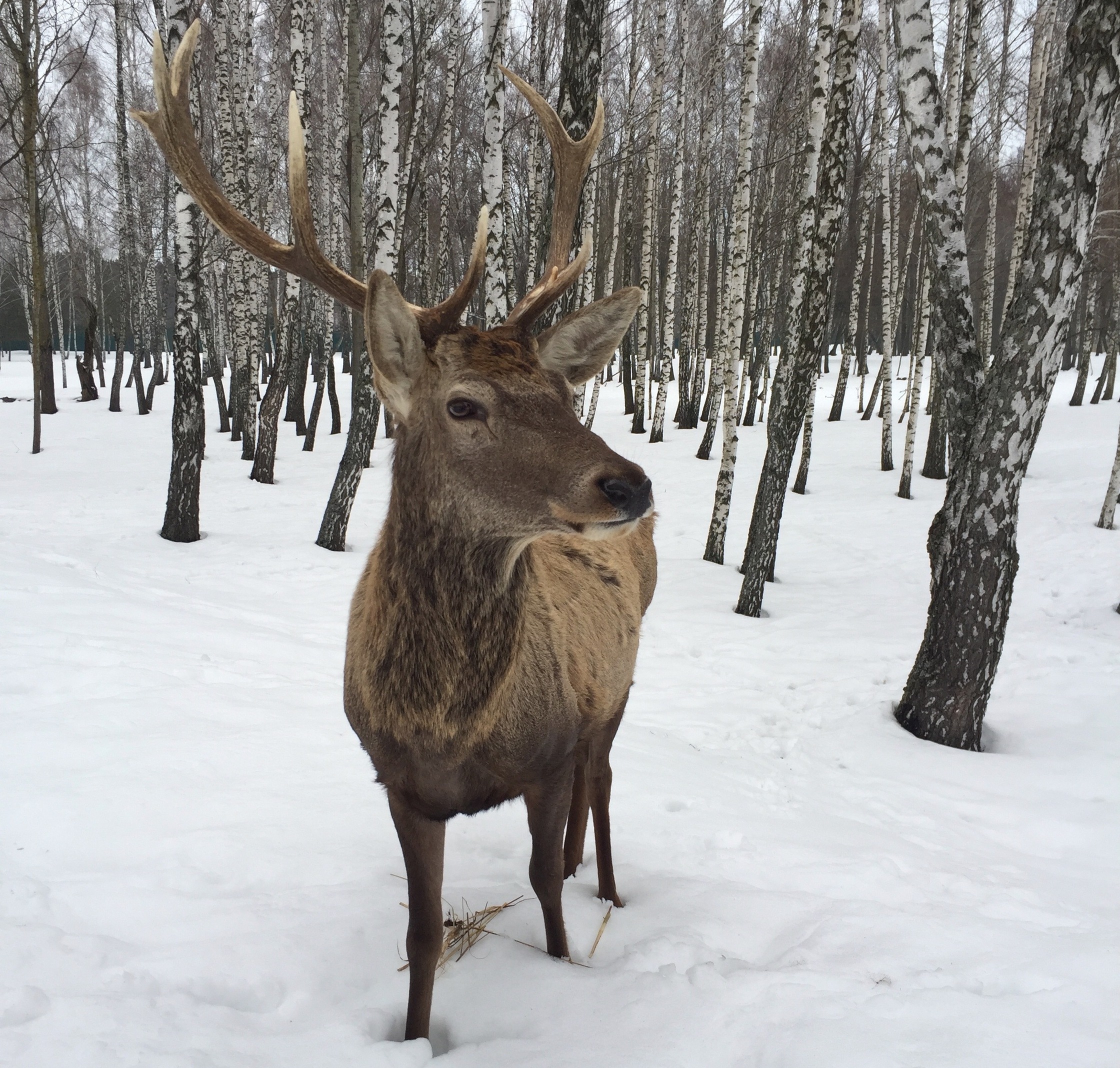 олень благородний